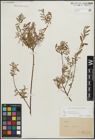 Foto von Salix repens subsp. incubacea (L.) A. Neumann